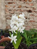 2 Adet mis Kokulu  Ortak Hyacint (Hyacinthus orientalis) - (2 Adet) - 2