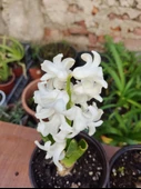 2 Adet mis Kokulu  Ortak Hyacint (Hyacinthus orientalis) - (2 Adet) - 3