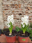 2 Adet mis Kokulu  Ortak Hyacint (Hyacinthus orientalis) - (2 Adet) - 1