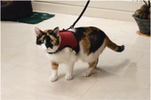 Beeztees Kedi Göğüs Tasması, Comfort, Zili ve Gezdirme Kayışı, 22-24.5cm Boyun, 30-39cm Göğüs thumbnail 1