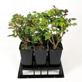 Aşılı Gül Fidanı Kayısı Renkli 10-20 cm thumbnail 1