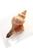 Büyük Boy Deniz Kabuğu Horse Conch 10HC - 3