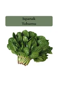 Ispanak Tohumu 1 Paket Matador Ispanak Tohumu Kapalı Paket Yüksek Verimli Tohum - 1