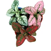 Saksıda 3 Adet Hypoestes Çiçeği Seti 10-20 cm thumbnail 1