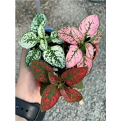 Saksıda 3 Adet Hypoestes Çiçeği Seti 10-20 cm thumbnail 2