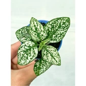 Beyaz Hypoestes Bitkisi Hostes Fittonia Çiçeği Fidanı 10-20 cm thumbnail 2