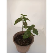 Pembe Benek Fittonia Hostes Çiçeği Fidanı 10-20 cm - 2