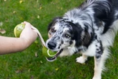 Beeztees Köpek Oyuncağı, İpli İki Tenis Topu, Kauçuk, Gri/Kahverengi, 21cm, Top 6,3cm - 2