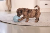 Beeztees Yavru Köpek Oyuncağı, Top, Peluş, Mavi, 10cm thumbnail 9