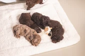 Beeztees Yavru Köpek Oyuncağı, Peluş, Beyaz, 37x28x4cm - 4