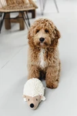 Beeztees Köpek Oyuncağı, Kirpi, Peluş, Beyaz, 26x14x15cm thumbnail 2