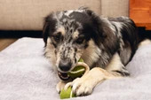 Beeztees Köpek Oyuncağı, İpli İki Tenis Topu, Kauçuk, Gri/Kahverengi, 21cm, Top 6,3cm - 6