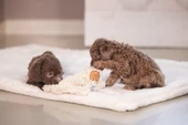 Beeztees Yavru Köpek Oyuncağı, Peluş, Beyaz, 37x28x4cm - 3