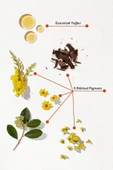PHYTO Phytocolor 7.3 Kumral Dore Amonyaksız Kalıcı Bitkisel Saç Boyası - 2