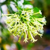 2 ADET tüplü  2 YAŞ MELİSA KOLONYA ÇİÇEĞİ - 1