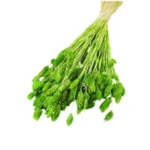 Kuru Çiçek Kuş Otu Şoklanmış Kurutulmuş 40 CM   Yeşil - 1