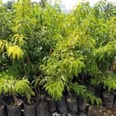 3 Yaş, Aşılı, ARM KİNG Nektarin Fidanı, Torbada thumbnail 2