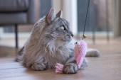 Beeztees Kedi Oltası, Zilli, Peluş Ahtapot, - 2