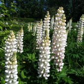 Beyaz Acı Bakla Çiçeği Tohumu White Lupinus (30 Tohum) - 1