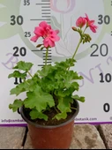 Pembe Sardunya (Geranium) - Canlı renkli ve dayanaklı bitki bahçe, mezar, saksı ve güneşli yerlere uygun - 2