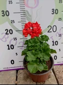 Kırmızı Sardunya (Geranium) - Canlı renkli ve dayanaklı bitki bahçe, mezar, saksı ve güneşli yerlere uygun - 3