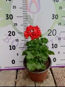 Kırmızı Sardunya (Geranium) - Canlı renkli ve dayanaklı bitki bahçe, mezar, saksı ve güneşli yerlere uygun - 1