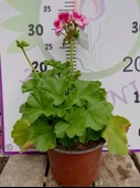 Pembe Sardunya (Geranium) - Canlı renkli ve dayanaklı bitki bahçe, mezar, saksı ve güneşli yerlere uygun - 3