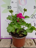 Pembe Sardunya (Geranium) - Canlı renkli ve dayanaklı bitki bahçe, mezar, saksı ve güneşli yerlere uygun - 1