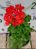 Kırmızı Sardunya (Geranium) - Canlı renkli ve dayanaklı bitki bahçe, mezar, saksı ve güneşli yerlere uygun - 2