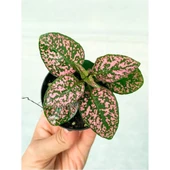 Saksıda Pembe Hypoestes Bitkis Hostes Fittonia Çiçeği 10-20 cm thumbnail 1