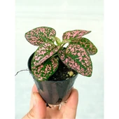 Saksıda Pembe Hypoestes Bitkis Hostes Fittonia Çiçeği 10-20 cm thumbnail 2