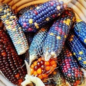 ByKurt Sunagri Renkli Mısır Tohumu - Bahçe ve Tarla İçin, İlkbahar-Yaz Ekimi, Yüksek Verimli thumbnail 2