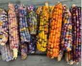 ByKurt Sunagri Renkli Mısır Tohumu - Bahçe ve Tarla İçin, İlkbahar-Yaz Ekimi, Yüksek Verimli thumbnail 3