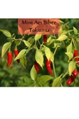 6 Paket Tohum No1 Salatalık Tohumu Domates Çeri Domates Tohumu Tatlı Biber Cin Üçburun Biber Tohumu - 7