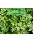 6 Paket Tohum No2 Maydanoz Tohumu Dere Otu Tere Roka Tohumu Kırmızı Marul Kıvırcık Tohumu Yeşillik - 4