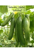 6 Paket Tohum No1 Salatalık Tohumu Domates Çeri Domates Tohumu Tatlı Biber Cin Üçburun Biber Tohumu - 6
