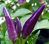 ByKurt Sunagri Mor Acı Cin Biber - Bahçe ve Saksıda Dikime Uygun thumbnail 2