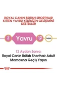 Kitten British Shorthair Yavru Irk Kedi Maması 2 Kg thumbnail 4