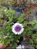 2 Adet farklı renkler Bodrum Papatyası (Osteospermum) - Neşeli ve Renkli Çiçekli Bitki (2 Adet) - 5