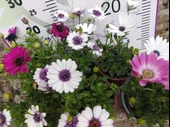 2 Adet farklı renkler Bodrum Papatyası (Osteospermum) - Neşeli ve Renkli Çiçekli Bitki (2 Adet) - 3