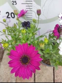 2 Adet farklı renkler Bodrum Papatyası (Osteospermum) - Neşeli ve Renkli Çiçekli Bitki (2 Adet) - 1