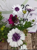 2 Adet farklı renkler Bodrum Papatyası (Osteospermum) - Neşeli ve Renkli Çiçekli Bitki (2 Adet) - 2