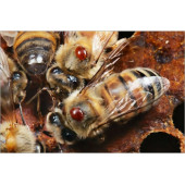 Anti Varo Arılar İçin Varroa Dökme Aparatı (3 Paket) - 2