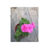 Shocking Pembe Sardunya Çiçeği Fidesi 10-20 cm thumbnail 2