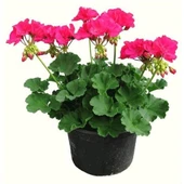 Armin Hatun Şeker Pembe Sardunya Fidanı 10-20 cm thumbnail 1