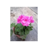 Shocking Pembe Sardunya Çiçeği Fidesi 10-20 cm thumbnail 1