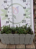 Saksılı Demlenebilir Nane (Mentha) - Ferahlatıcı ve Tibbi ve Aromatik Bitki - 1