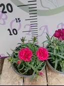 Karanfil (Dianthus caryophyllus) - Hoş Kokulu ve Renkli Çiçekli Bitki - 2