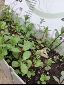 Saksılı Demlenebilir Nane (Mentha) - Ferahlatıcı ve Tibbi ve Aromatik Bitki - 4