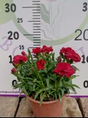 Karanfil (Dianthus caryophyllus) - Hoş Kokulu ve Renkli Çiçekli Bitki - 7